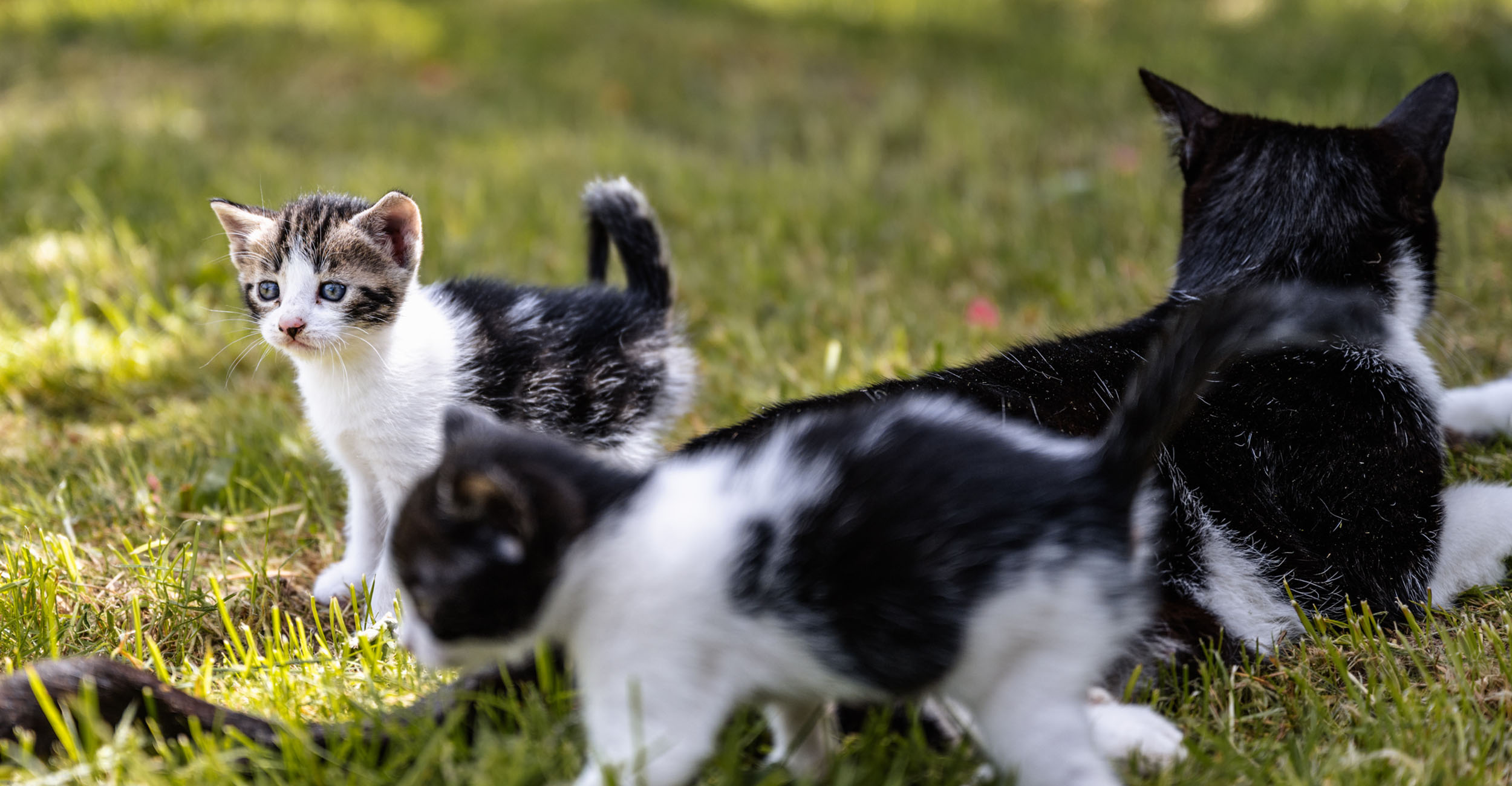 sthof Stocker Hof Urlaub auf dem Bauernhof in Deutschnofen Südtirol Dolomiten (4)
